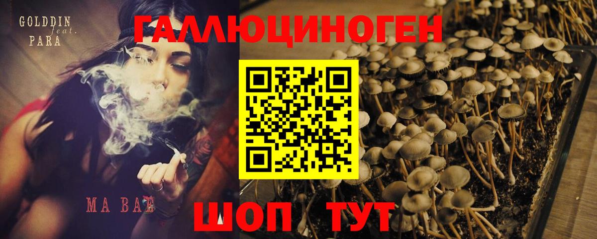 Галлюциногенные грибы Psilocybe Шарыпово